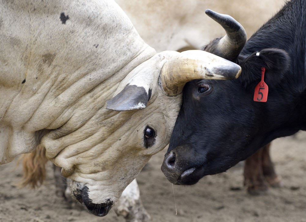 A pair of bulls butt heads in a paddock at The Great Bull Run at the Georgia International Horse Park in Conyers, Georgia, October 19, 2013.