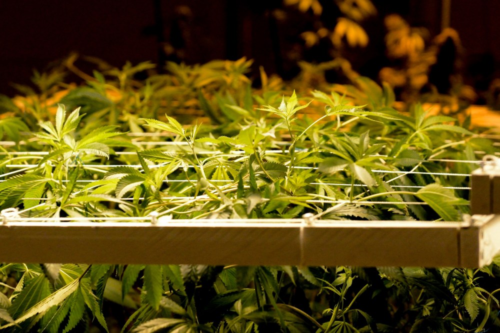 Image: Recreational Marijuana Sales Begin in Colorado