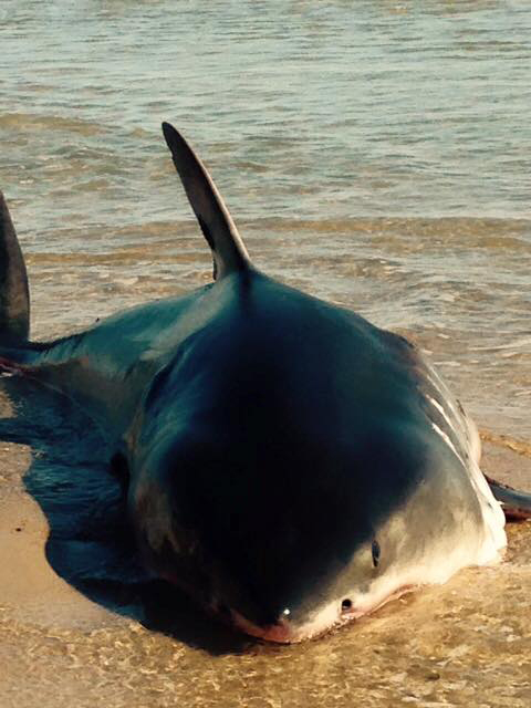 A stranded Great White shark on Whitecrest Beach in Mass. on Sept. 6, 2015. (Photo by Wellfleet, Massachusetts Police Department)