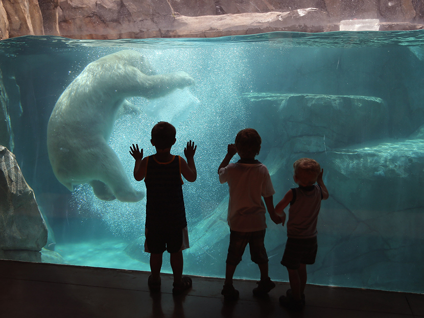 BROOKFIELD, IL - JULY 18:  Hudson, a polar bear, cools down by playing with a block of ice during a swim in his enclosure at Brookfield Zoo on July 18, 2013 in Brookfield, Illinois. A heat wave continues to grip much of the country today with...