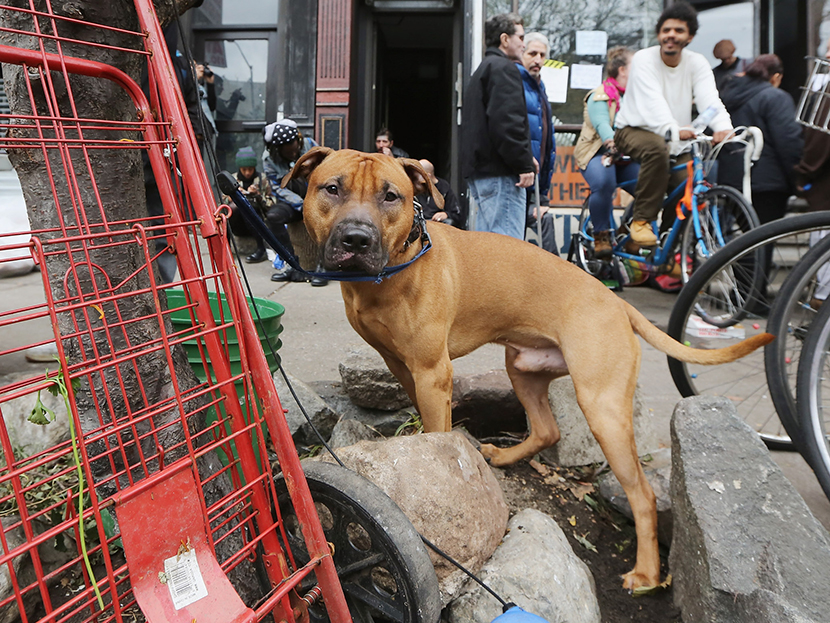 A dog is leashed to a tree as people gather in an area where free food and electric charging is offered in Manhattan’s East Village following Superstorm Sandy on November 1, 2012 in New York City. (Photo by Mario Tama/Getty Images)
