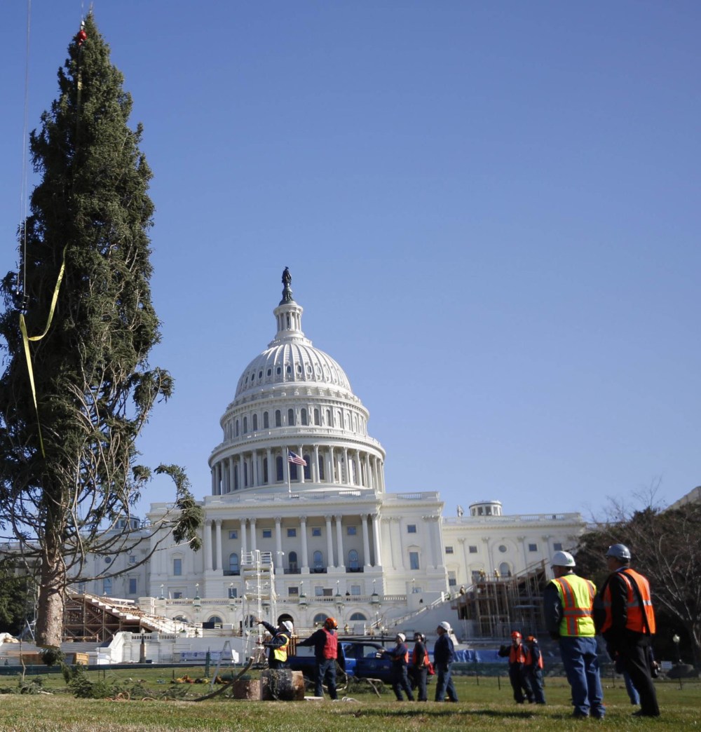 Image:  Capitol Christmas Tree is installed on the west side of the U.S. Capitol in Washington