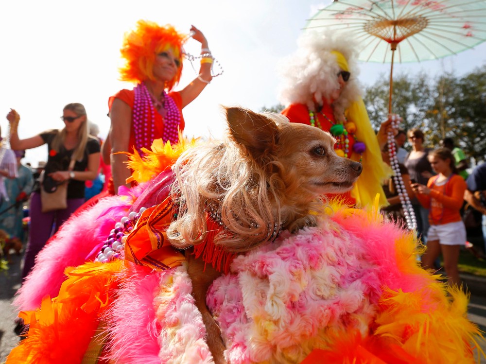 Image: A dog in The Krewe of Barkus parade is pushed around the French Quarter during the Mardi Gras 2013 celebration in New Orleans