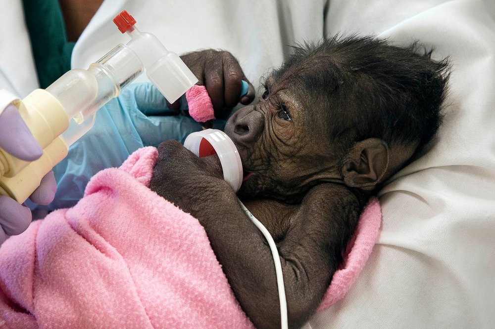 A baby gorilla suffering from pneumonia is seen in San Diego, California, March 13, 2014.