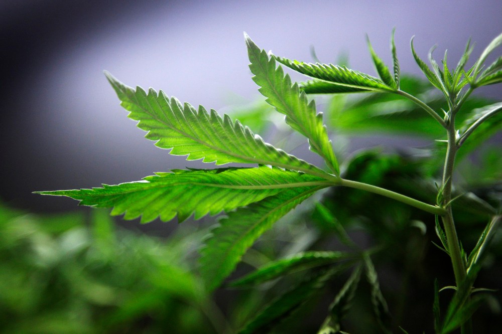 Marijuana plants for sale are displayed at the medical marijuana farmers market. (Photo by David McNew/Getty)