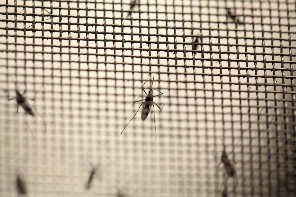 Aedes aegypti mosquitoes are seen at the Laboratory of Entomology and Ecology of the Dengue Branch of the U.S. Centers for Disease Control and Prevention in San Juan, Puerto Rico on March 6, 2016. (Photo by Alvin Baez/Reuters)