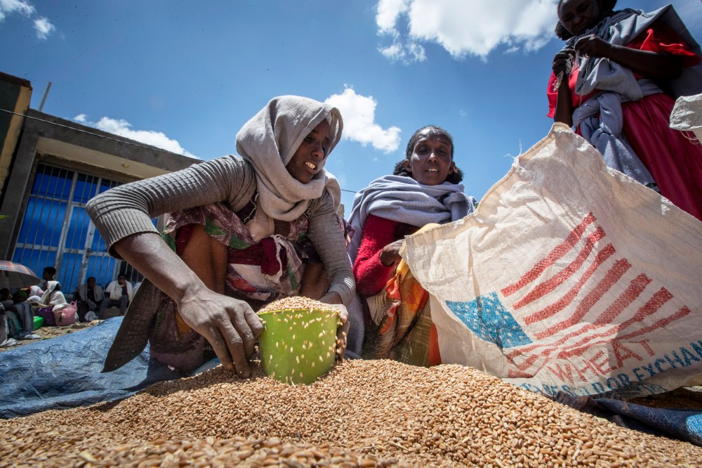An Ethiopian woman scoops up portions of wheat to be allocated to families in Agula, Ethiopia