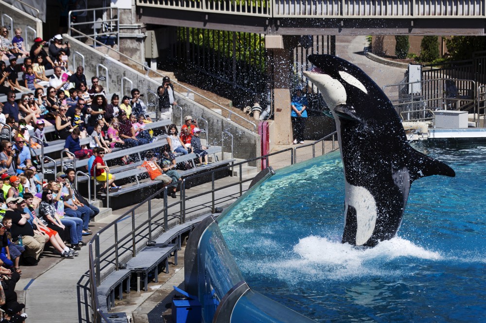 Visitors are greeted by an Orca killer whale as they attend a show featuring the whales during a visit to the animal theme park SeaWorld in San Diego, Calif. in this March 19, 2014 file photo. (Photo by Mike Blake/Reuters/Corbis)