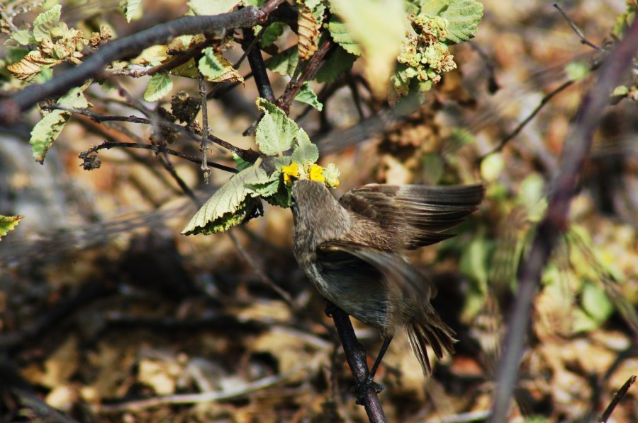 Vampire finch (Peter Wilton/Flickr)