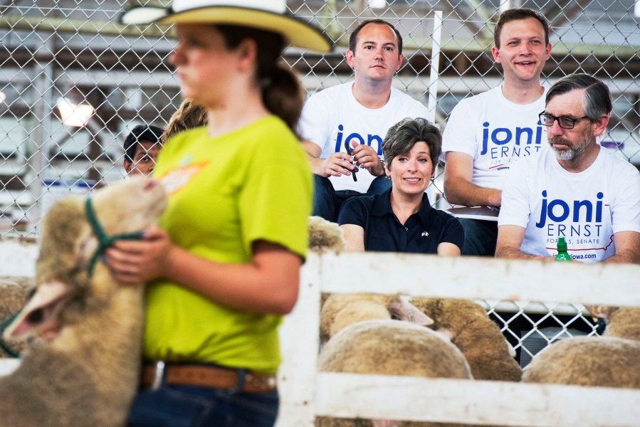 Joni Ernst, Iowa Republican Senate candidate, attends a sheep judging at the 2014 Iowa State Fair in Des Moines, August 8, 2014.