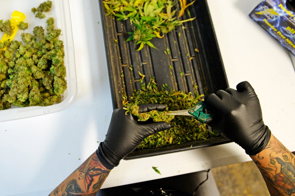 A woman trims marijuana at 3D Cannabis Center in Denver.