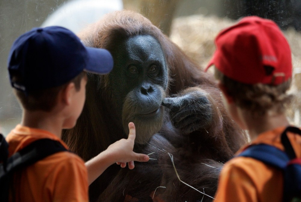 Two boys look at an orangutan, July 4, 2006.