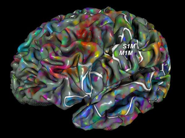 This is your brain on semantic groupings