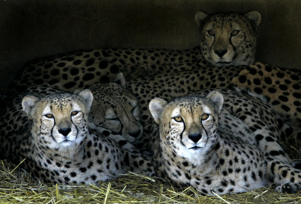 Four Cheetas snuggle together on a frigid afternoon in a cave in their exhibit at the Cleveland Metroparks Zoo in Cleveland, Ohio, Dec. 7, 2005. (Photo by Amy Sancetta/AP)