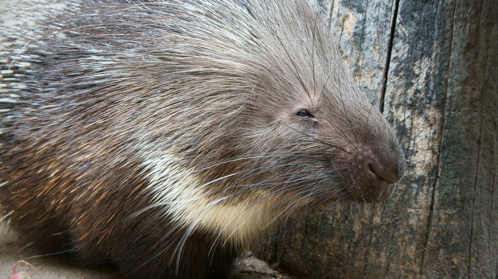 A porcupine.