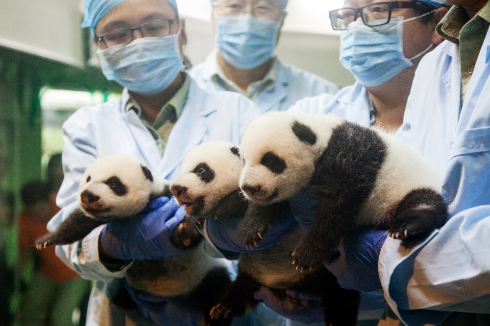 The panda triplets receive a checkup at the Chimelong Safari Park in Guangzhou city, Sept. 18, 2014.