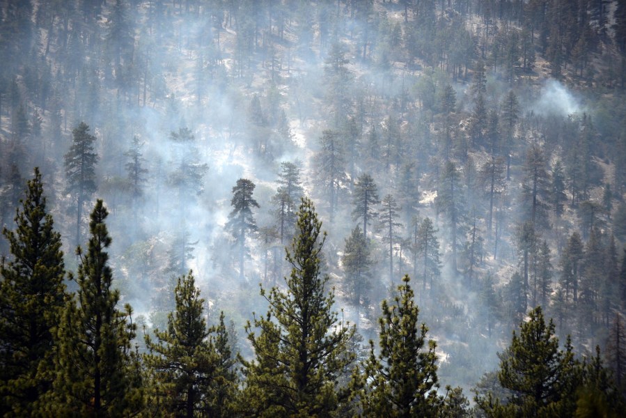 Trees are covered in smoke as a fire continues to burn, June 21, 2015, in Angelus Oaks, Calif. (Photo by Micah Escamilla/The Sun/AP)