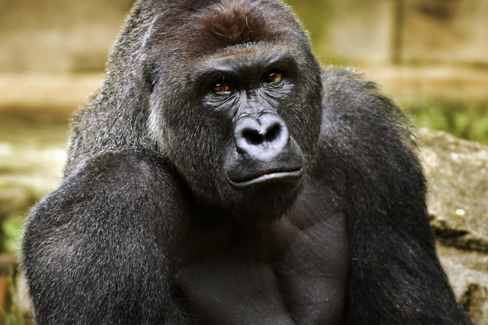 This June 20, 2015 file photo provided by the Cincinnati Zoo and Botanical Garden shows Harambe, a western lowland gorilla, who was fatally shot May 28, 2016. (Photo by Jeff McCurry/Cincinnati Zoo and Botanical Garden/The Cincinnati Enquirer/AP)