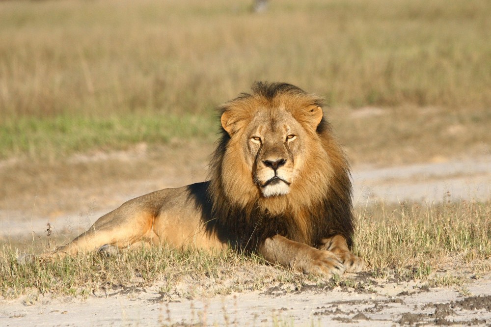 In this undated photo provided by the Wildlife Conservation Research Unit, Cecil the lion rests in Hwange National Park, in Hwange, Zimbabwe. (Photo by Andy Loveridge/Wildlife Conservation Research Unit/AP)