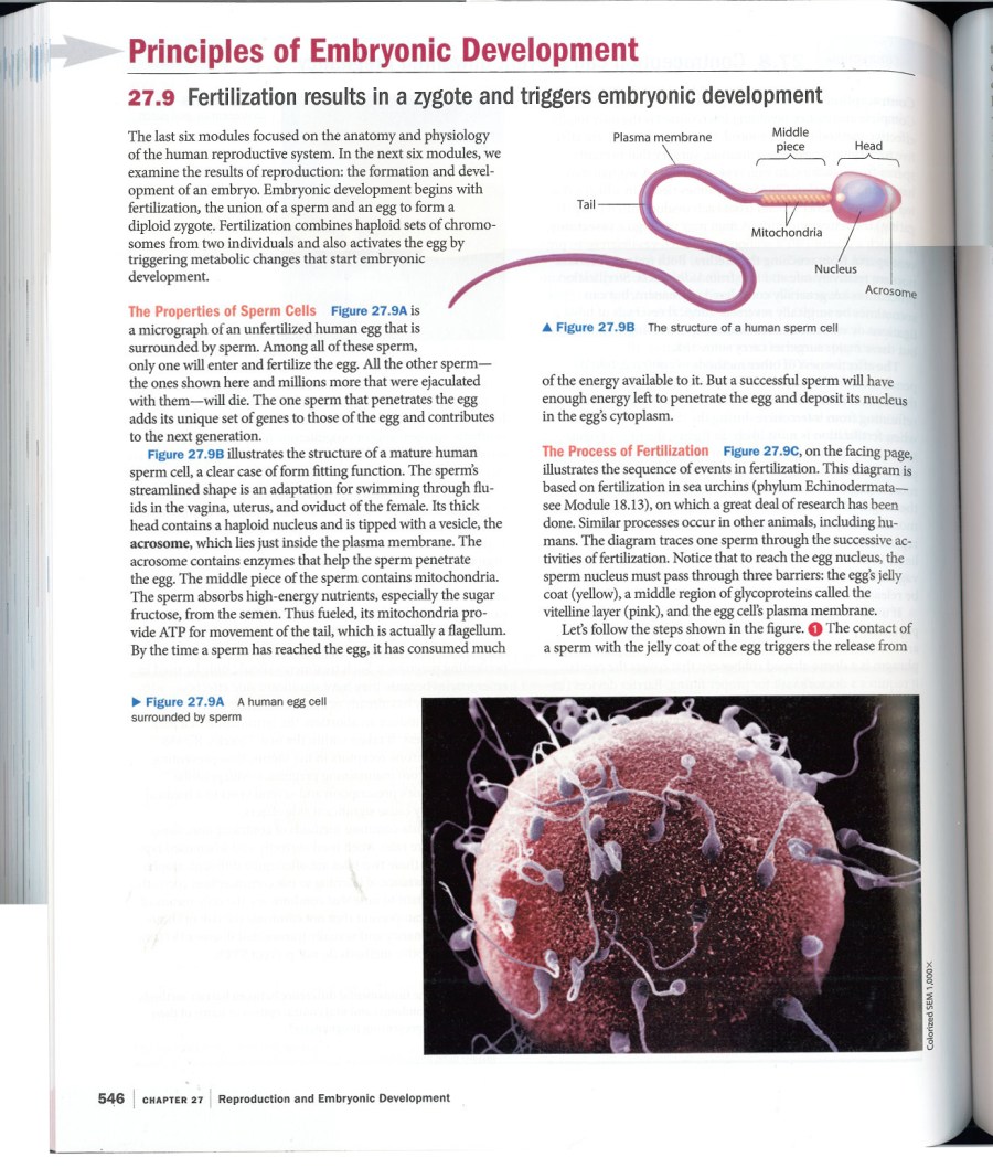 From Campbell Biology, Concepts & Connections, seventh edition; By Jane B. Reece, Martha R. Taylor, Eric J. Simon, Jean L. Dickey, and Neil A. Campbell; Pearson Benjamin Cummings, 2012; p. 546