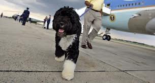 In this photo taken Sunday Aug. 30, 2009, Bo Obama walks away from Air Force One on his way back to the WhiteHouse. (AP Photo/Alex Brandon)