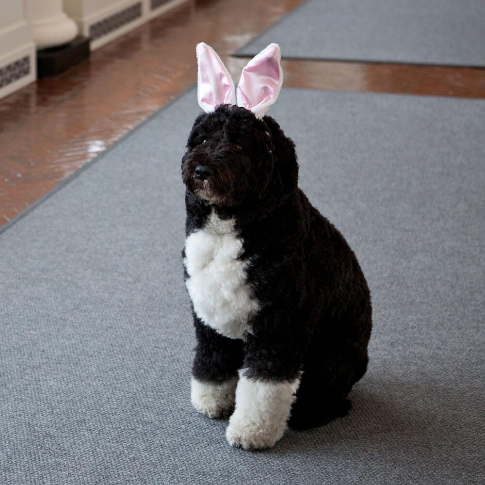 Presidential pet Bo Obama dons Easter bunny ears Sunday, March 31, 2013. (Photo via @BarackObama)