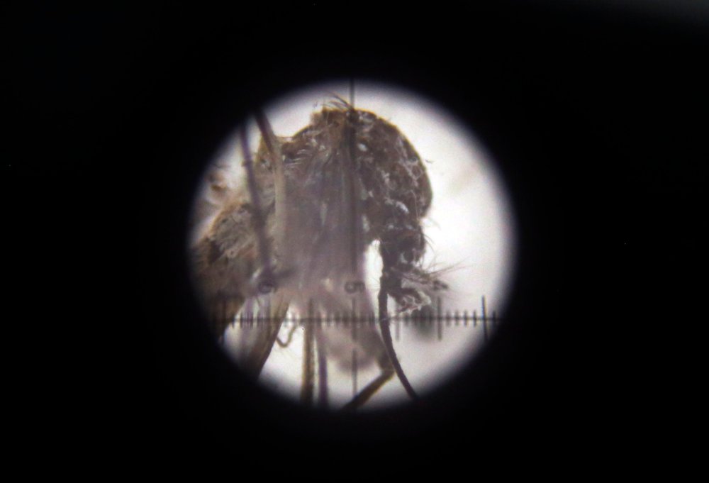 An Aedes aegypti mosquito is seen through a microscope at Colombia's National Institute of Health in Bogota, Colombia, April 26, 2016. (Photo by Fernando Vergara/AP)