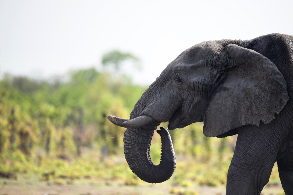 An African elephant is pictured on Nov. 18, 2012 in Hwange National Park in Zimbabwe. (Photo by Martin Bureau/AFP/Getty)