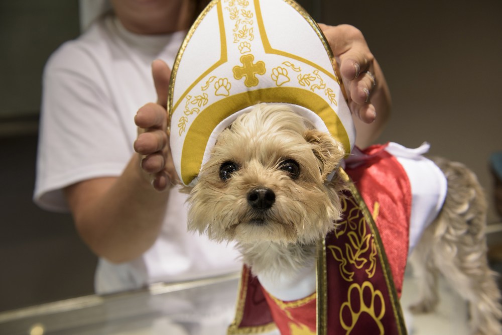 A dog is dressed as the Pope as Pope memorabilia is on sale at Accredited Gem Appraisals on Sept. 25, 2015 in Philadelphia, Penn. (Photo by Brendan Smialowski/AFP/Getty)