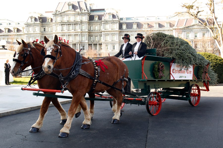 The Official Christmas Tree is delivered to the White House in Washington on Nov. 27, 2015. (Photo by Yuri Gripas/AFP/Getty)