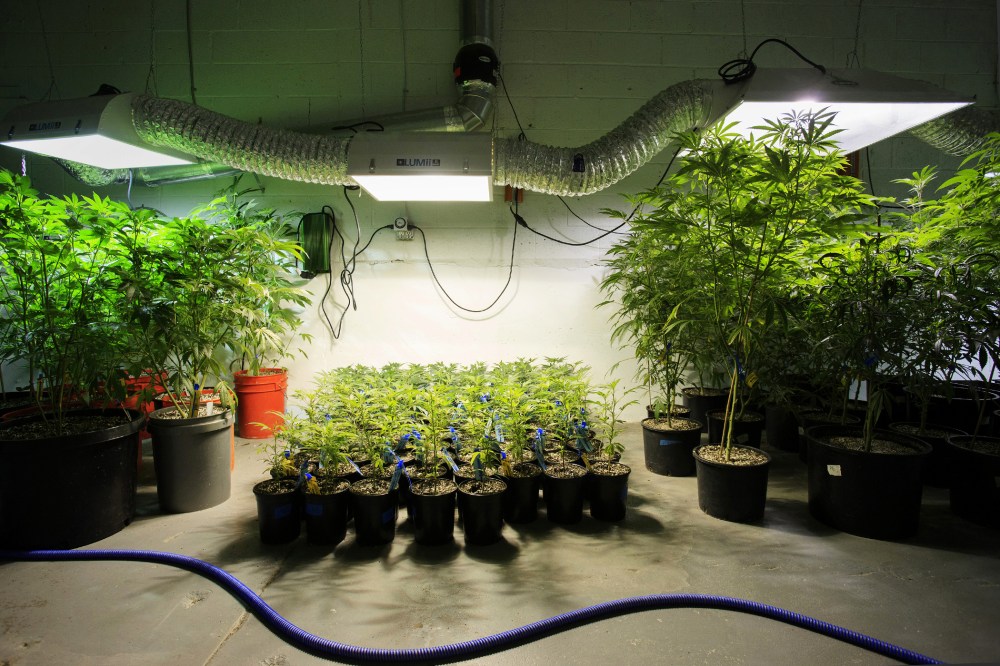 Marijuana plants stand in a room at the grow facility in Denver, Colo., on Dec. 9, 2015. (Photo by Matthew Staver/Bloomberg/Getty)
