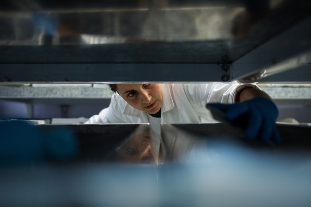A Biologist works with genetically modified mosquitoes on Feb. 11, 2016 in Campinas, Brazil. (Photos by Victor Moriyama/Getty)