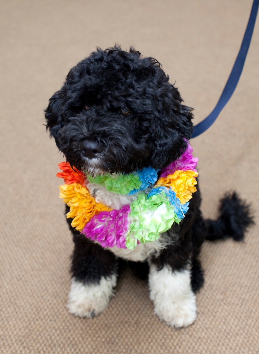 In this handout image released by the White House on April 12, 2009, the Obama's new dog, Bo, a six-month old Portuguese water dog sits in the White House in Washington, D.C.