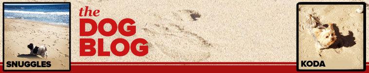 Scott  Brown's Dog Blog