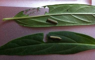 Caterpillar names revealed!