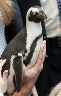 Happy Feet 3 (Kentucky variation)