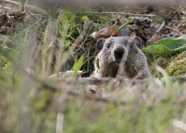 Groundhog in Toronto