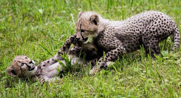 Awesome Internets: Wednesday edition