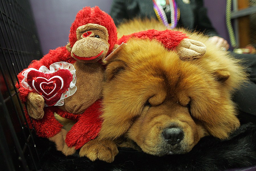Dog sleeps with new toy during 130th Westminster Kennel Club Dog Show in New York