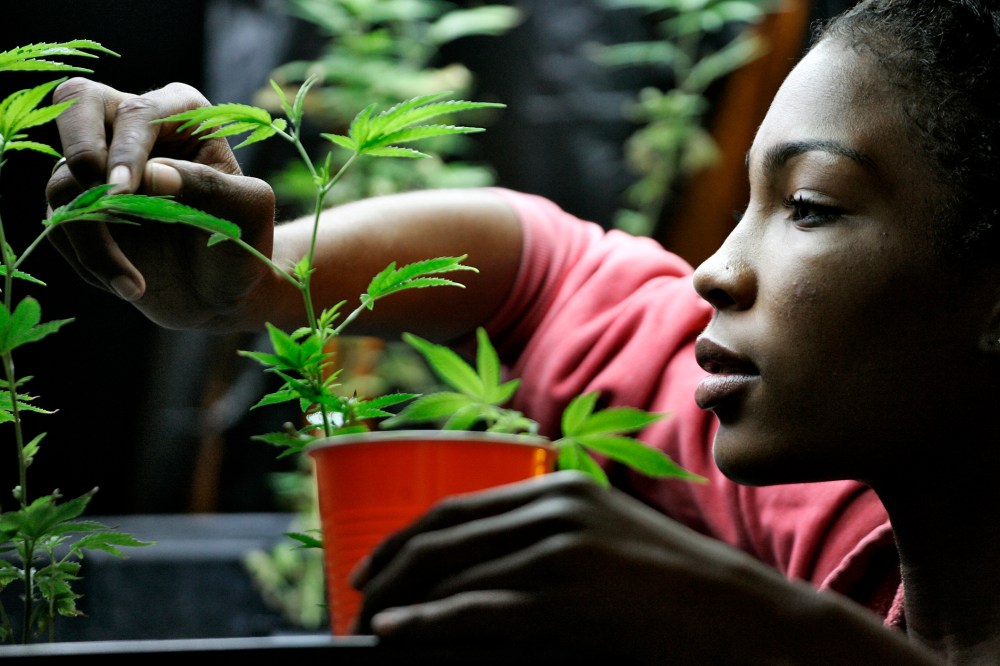Union member Taylor displays medical marijuana during a media visit at the Venice Beach Care Center medical marijuana dispensary in Los Angeles, California
