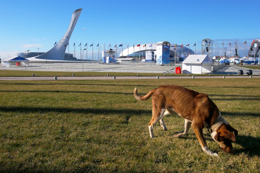 A stray dog in Sochi, Russia on Feb. 6, 2014.