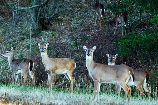 Deer roaming in through the woods of Virginia (file)
