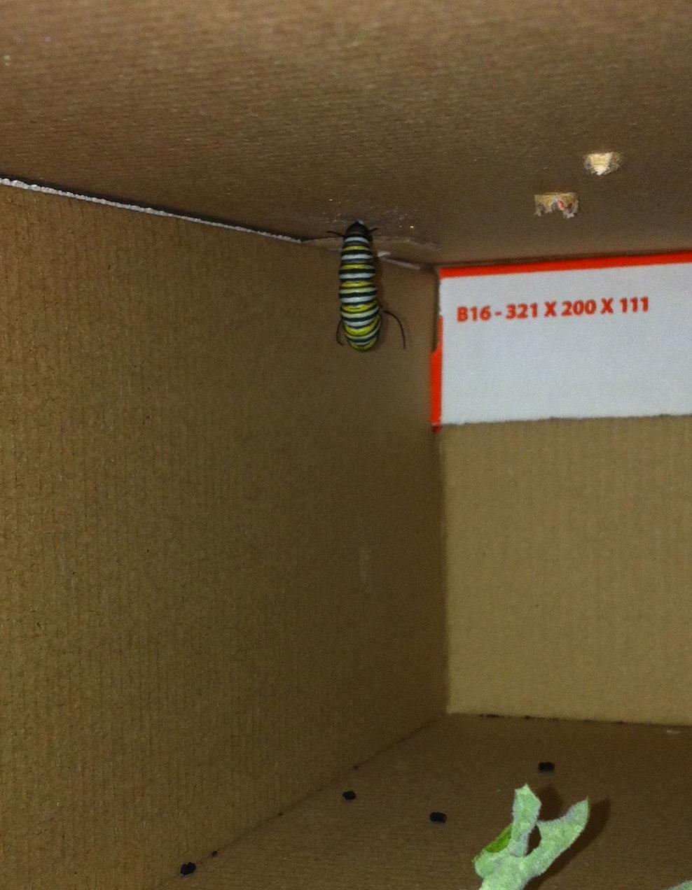 McQueen the caterpillar is moving on