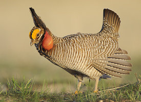 Lesser Prairie-Chicken (Tympanuchus pallidicinctus)