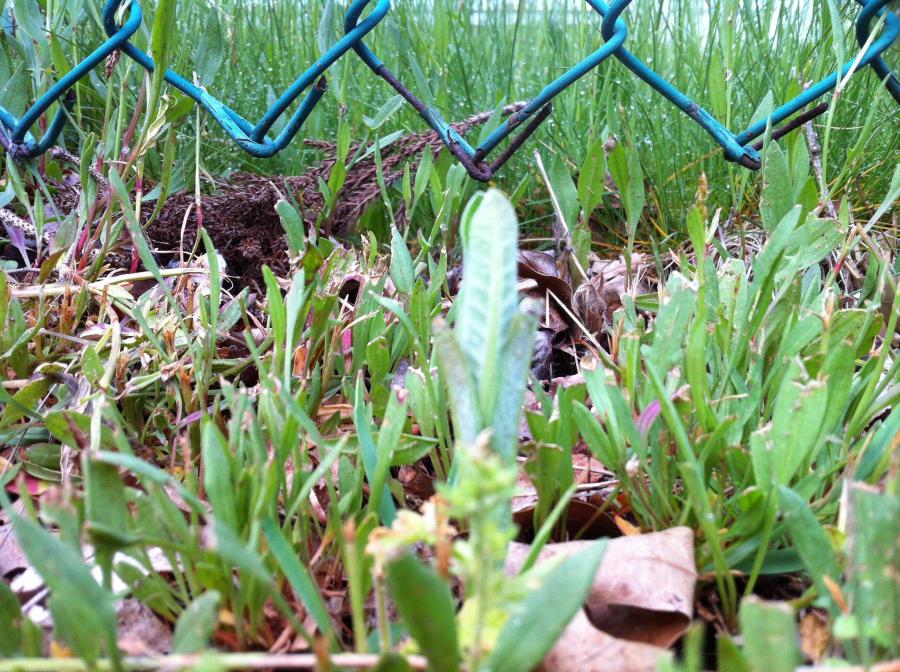 The Butterfly Project: 2013