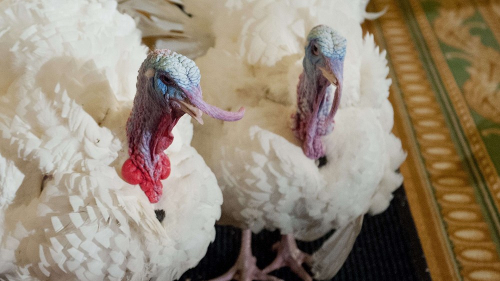 Image: US-HOLIDAY-THANKSGIVING-TURKEY