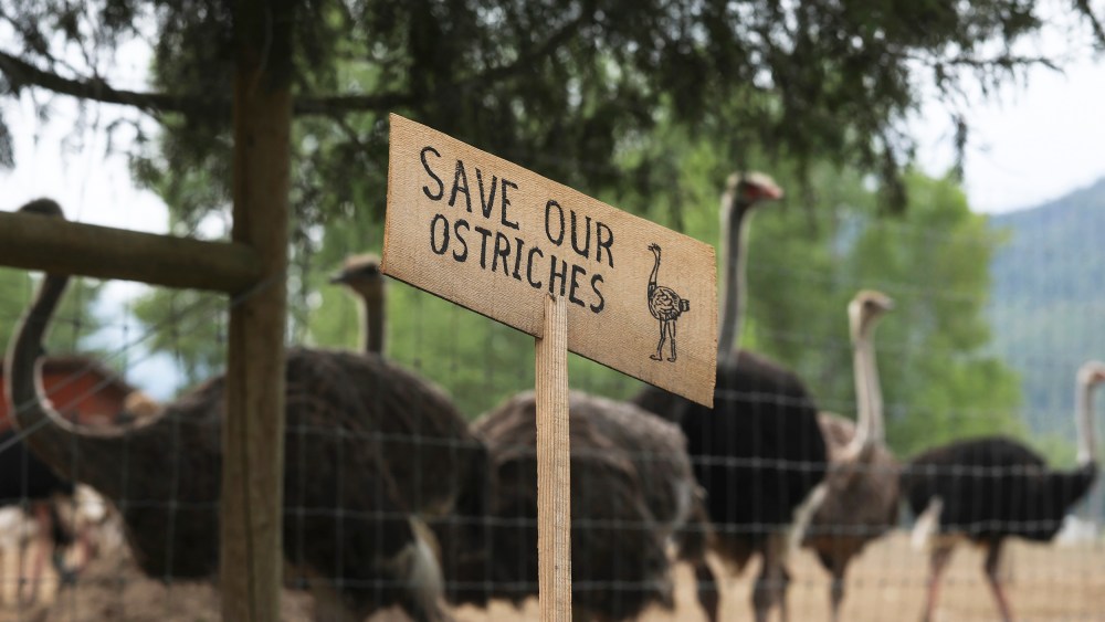 A sign calling for the protection of ostriches at the Universal Ostrich Farms.