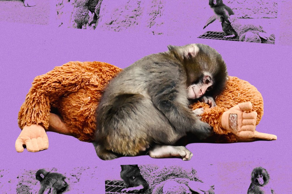 Photoillustration of Punch the monkey embracing his monkey toy.