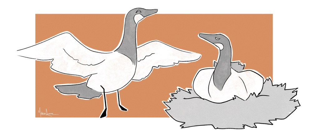 An illustration of two geese, one spreading its wings and one perched in a nest.