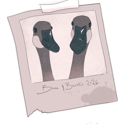 An illustration showing a Polaroid-style photo of two geese, a recurring motif in the newsletter, with the caption “Benson and Brooks, 2026” below the photo.
